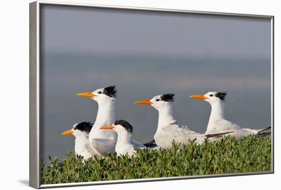 Royal Tern (Sterna Maxima) Nesting in a Colony, Texas, USA-Larry Ditto-Framed Photographic Print