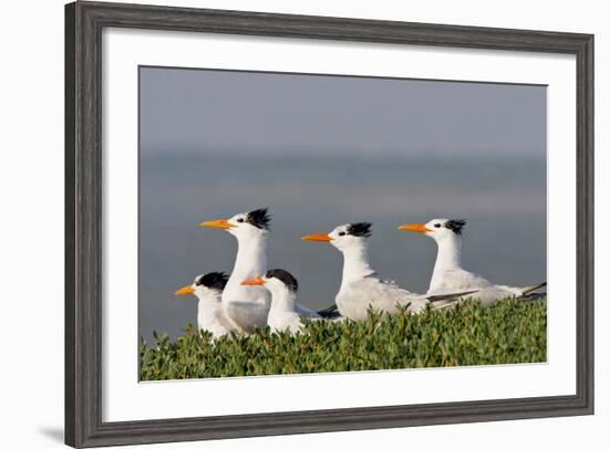 Royal Tern (Sterna Maxima) Nesting in a Colony, Texas, USA-Larry Ditto-Framed Photographic Print