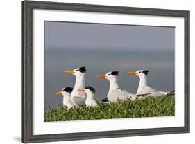 Royal Tern (Sterna Maxima) Nesting in a Colony, Texas, USA-Larry Ditto-Framed Photographic Print