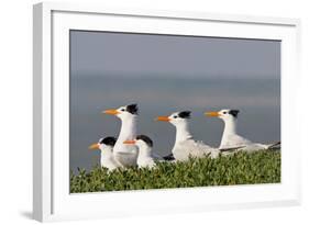 Royal Tern (Sterna Maxima) Nesting in a Colony, Texas, USA-Larry Ditto-Framed Photographic Print