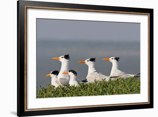 Royal Tern (Sterna Maxima) Nesting in a Colony, Texas, USA-Larry Ditto-Framed Photographic Print