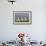 Royal Tern (Sterna Maxima) Nesting in a Colony, Texas, USA-Larry Ditto-Framed Photographic Print displayed on a wall