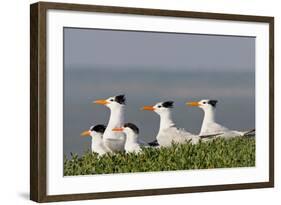 Royal Tern (Sterna Maxima) Nesting in a Colony, Texas, USA-Larry Ditto-Framed Photographic Print