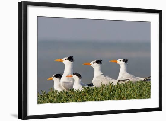 Royal Tern (Sterna Maxima) Nesting in a Colony, Texas, USA-Larry Ditto-Framed Photographic Print