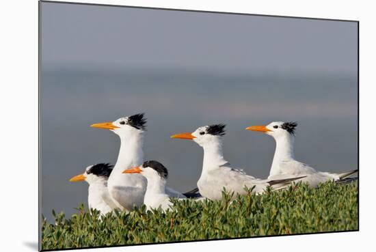 Royal Tern (Sterna Maxima) Nesting in a Colony, Texas, USA-Larry Ditto-Mounted Photographic Print