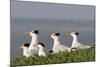 Royal Tern (Sterna Maxima) Nesting in a Colony, Texas, USA-Larry Ditto-Mounted Photographic Print