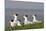 Royal Tern (Sterna Maxima) Nesting in a Colony, Texas, USA-Larry Ditto-Mounted Photographic Print