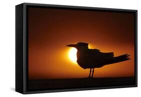 Royal Tern (Sterna maxima) silhouetted at sunset, with fishing line around legs, Florida-Mark Sisson-Framed Stretched Canvas