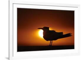 Royal Tern (Sterna maxima) silhouetted at sunset, with fishing line around legs, Florida-Mark Sisson-Framed Photographic Print