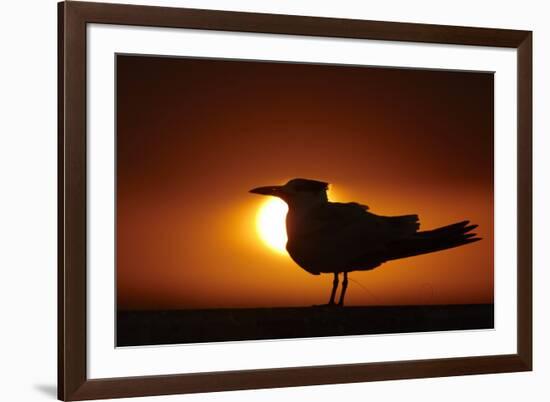 Royal Tern (Sterna maxima) silhouetted at sunset, with fishing line around legs, Florida-Mark Sisson-Framed Photographic Print