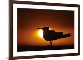 Royal Tern (Sterna maxima) silhouetted at sunset, with fishing line around legs, Florida-Mark Sisson-Framed Photographic Print