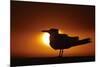 Royal Tern (Sterna maxima) silhouetted at sunset, with fishing line around legs, Florida-Mark Sisson-Mounted Photographic Print