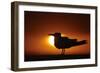 Royal Tern (Sterna maxima) silhouetted at sunset, with fishing line around legs, Florida-Mark Sisson-Framed Photographic Print