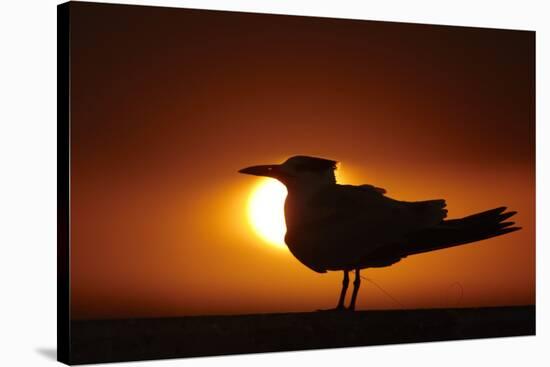 Royal Tern (Sterna maxima) silhouetted at sunset, with fishing line around legs, Florida-Mark Sisson-Stretched Canvas