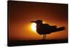 Royal Tern (Sterna maxima) silhouetted at sunset, with fishing line around legs, Florida-Mark Sisson-Stretched Canvas