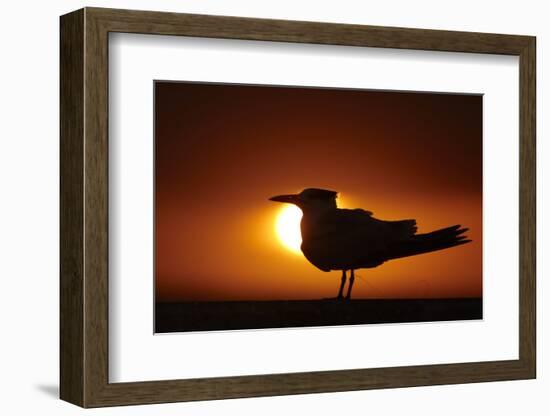 Royal Tern (Sterna maxima) silhouetted at sunset, with fishing line around legs, Florida-Mark Sisson-Framed Photographic Print