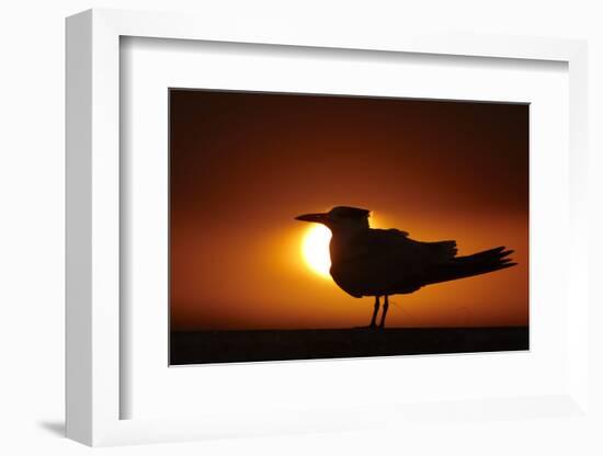 Royal Tern (Sterna maxima) silhouetted at sunset, with fishing line around legs, Florida-Mark Sisson-Framed Photographic Print