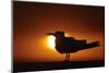 Royal Tern (Sterna maxima) silhouetted at sunset, with fishing line around legs, Florida-Mark Sisson-Mounted Photographic Print