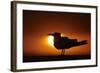 Royal Tern (Sterna maxima) silhouetted at sunset, with fishing line around legs, Florida-Mark Sisson-Framed Photographic Print