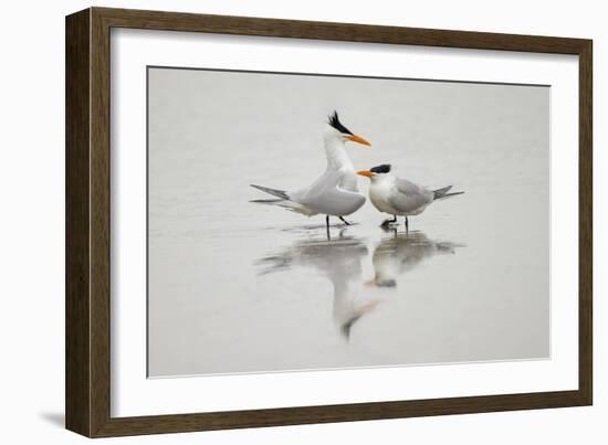 Royal terns in courtship display, South Padre Island, Texas-Adam Jones-Framed Photographic Print