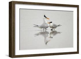 Royal terns in courtship display, South Padre Island, Texas-Adam Jones-Framed Photographic Print