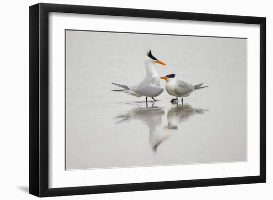 Royal terns in courtship display, South Padre Island, Texas-Adam Jones-Framed Photographic Print