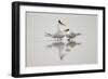 Royal terns in courtship display, South Padre Island, Texas-Adam Jones-Framed Photographic Print