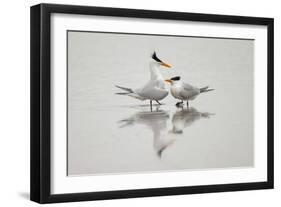 Royal terns in courtship display, South Padre Island, Texas-Adam Jones-Framed Photographic Print