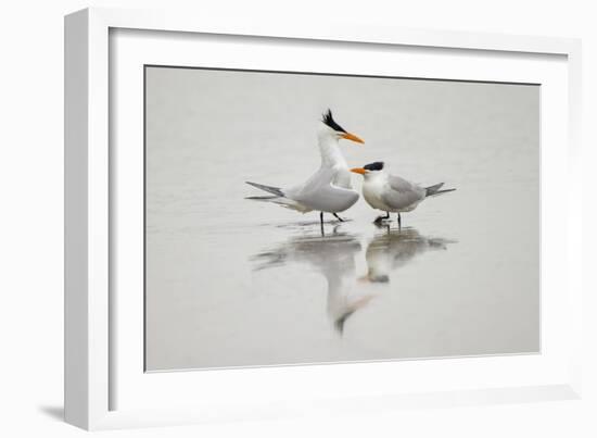 Royal terns in courtship display, South Padre Island, Texas-Adam Jones-Framed Photographic Print