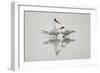 Royal terns in courtship display, South Padre Island, Texas-Adam Jones-Framed Photographic Print