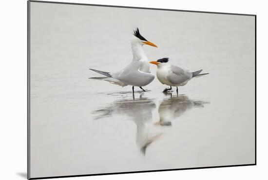 Royal terns in courtship display, South Padre Island, Texas-Adam Jones-Mounted Photographic Print