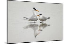 Royal terns in courtship display, South Padre Island, Texas-Adam Jones-Mounted Photographic Print