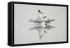 Royal terns in courtship display, South Padre Island, Texas-Adam Jones-Framed Stretched Canvas