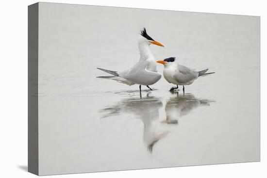 Royal terns in courtship display, South Padre Island, Texas-Adam Jones-Stretched Canvas