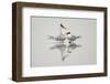 Royal terns in courtship display, South Padre Island, Texas-Adam Jones-Framed Photographic Print