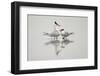 Royal terns in courtship display, South Padre Island, Texas-Adam Jones-Framed Photographic Print
