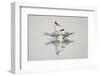 Royal terns in courtship display, South Padre Island, Texas-Adam Jones-Framed Photographic Print