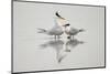 Royal terns in courtship display, South Padre Island, Texas-Adam Jones-Mounted Photographic Print