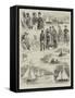 Royal Thames Yacht Club, Amateur Sailing Match-Alfred Courbould-Framed Stretched Canvas