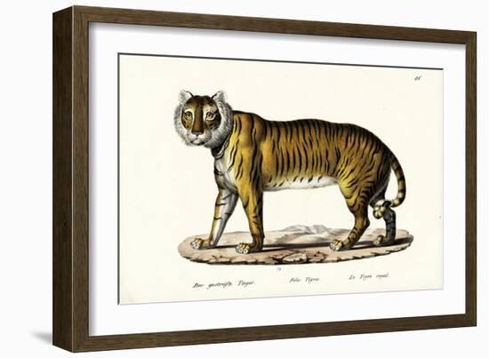 Royal Tiger, 1824-Karl Joseph Brodtmann-Framed Giclee Print