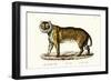 Royal Tiger, 1824-Karl Joseph Brodtmann-Framed Giclee Print