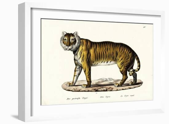 Royal Tiger, 1824-Karl Joseph Brodtmann-Framed Giclee Print