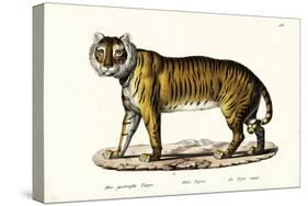 Royal Tiger, 1824-Karl Joseph Brodtmann-Stretched Canvas