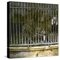 Royal Tiger at the Jardin Des Plantes, Paris (Vth Arrondissement), Circa 1895-1900-Leon, Levy et Fils-Stretched Canvas