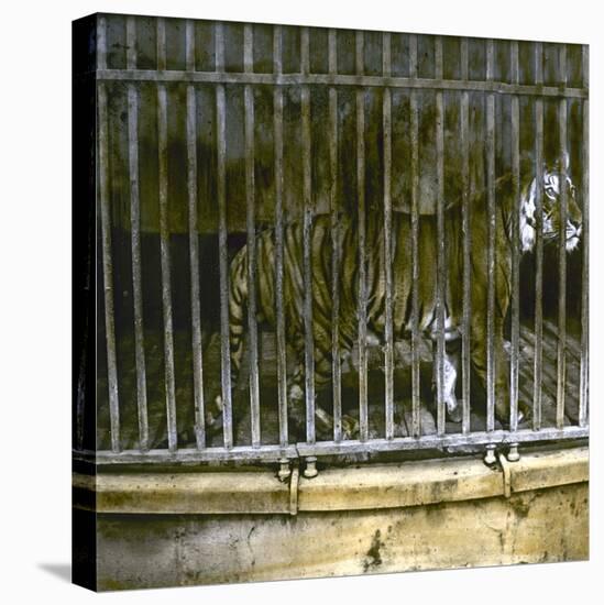 Royal Tiger at the Jardin Des Plantes, Paris (Vth Arrondissement), Circa 1895-1900-Leon, Levy et Fils-Stretched Canvas