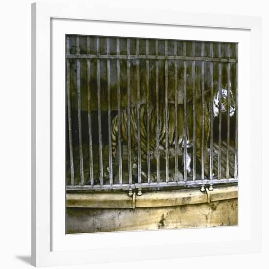 Royal Tiger at the Jardin Des Plantes, Paris (Vth Arrondissement), Circa 1895-1900-Leon, Levy et Fils-Framed Photographic Print