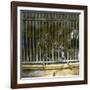 Royal Tiger at the Jardin Des Plantes, Paris (Vth Arrondissement), Circa 1895-1900-Leon, Levy et Fils-Framed Photographic Print