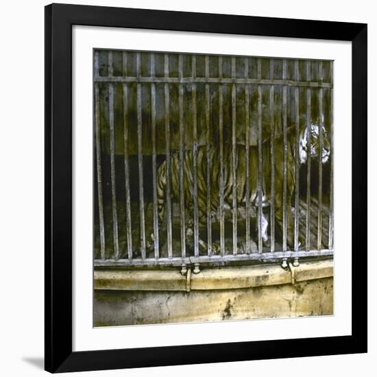 Royal Tiger at the Jardin Des Plantes, Paris (Vth Arrondissement), Circa 1895-1900-Leon, Levy et Fils-Framed Photographic Print