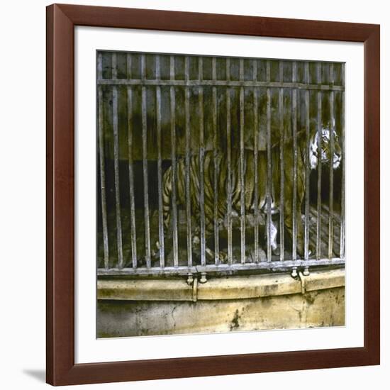 Royal Tiger at the Jardin Des Plantes, Paris (Vth Arrondissement), Circa 1895-1900-Leon, Levy et Fils-Framed Photographic Print