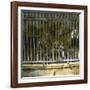 Royal Tiger at the Jardin Des Plantes, Paris (Vth Arrondissement), Circa 1895-1900-Leon, Levy et Fils-Framed Photographic Print